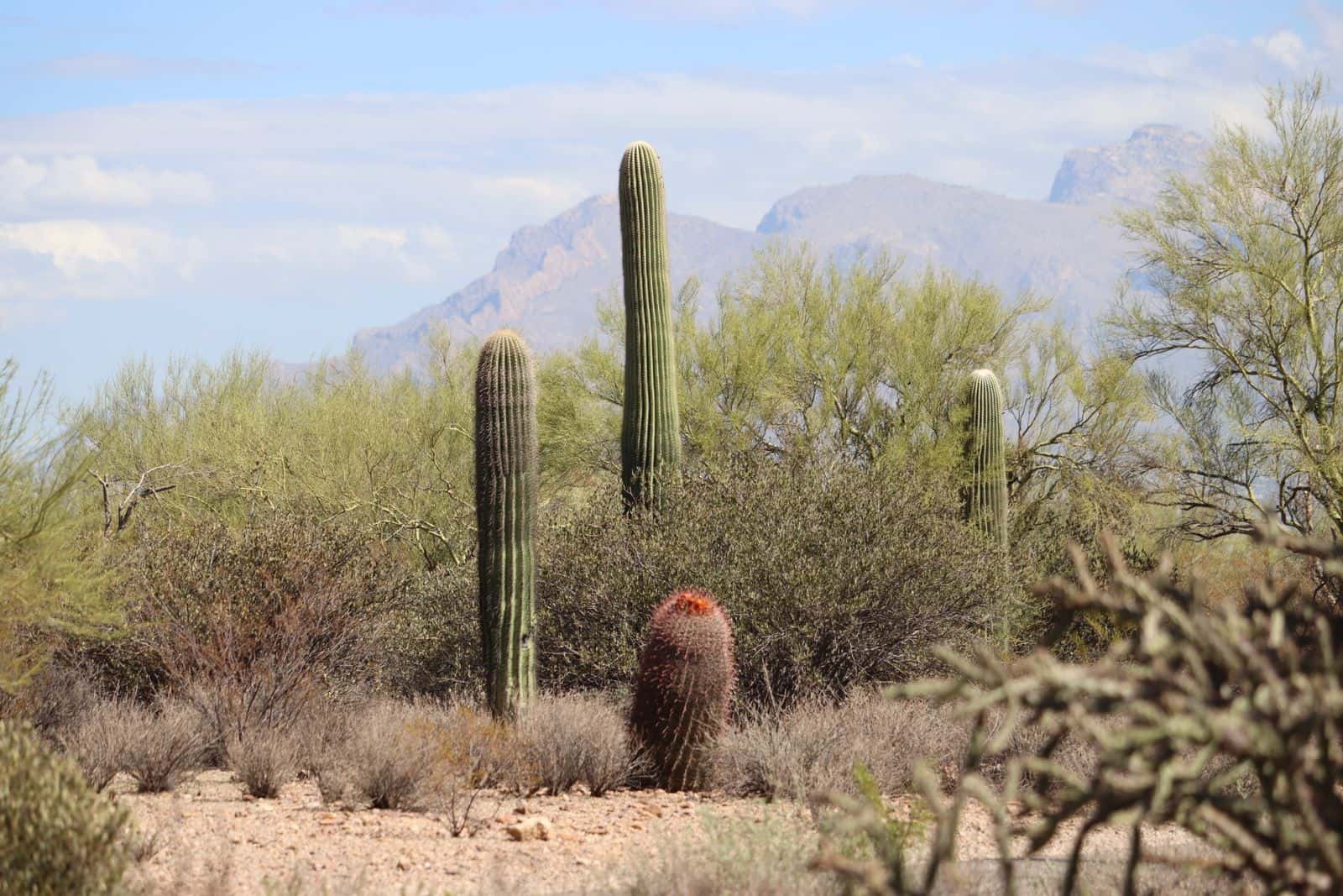Santa Catalina Mountains near Tucson, a wildfire-prone area
