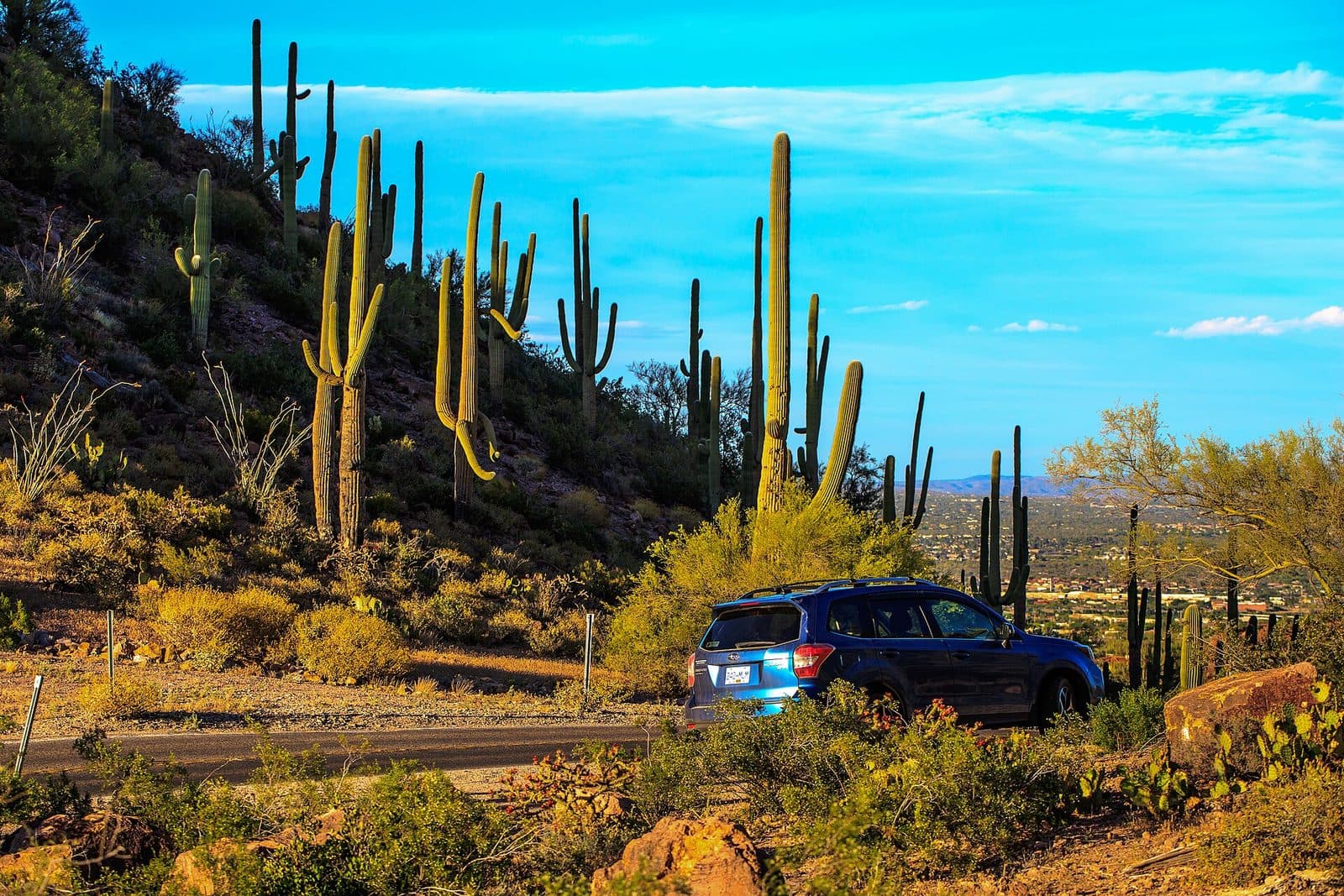 Saguaros along Picture Rocks Road near Saguaro National Park, AZ